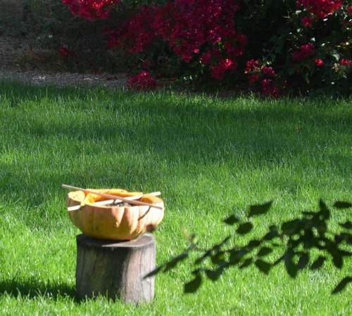 pumpkin bird feeder