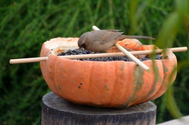 pumpkin bird feeder