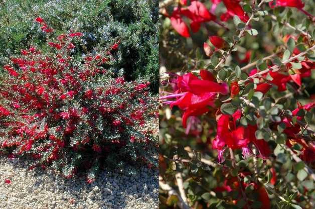 valentine bush