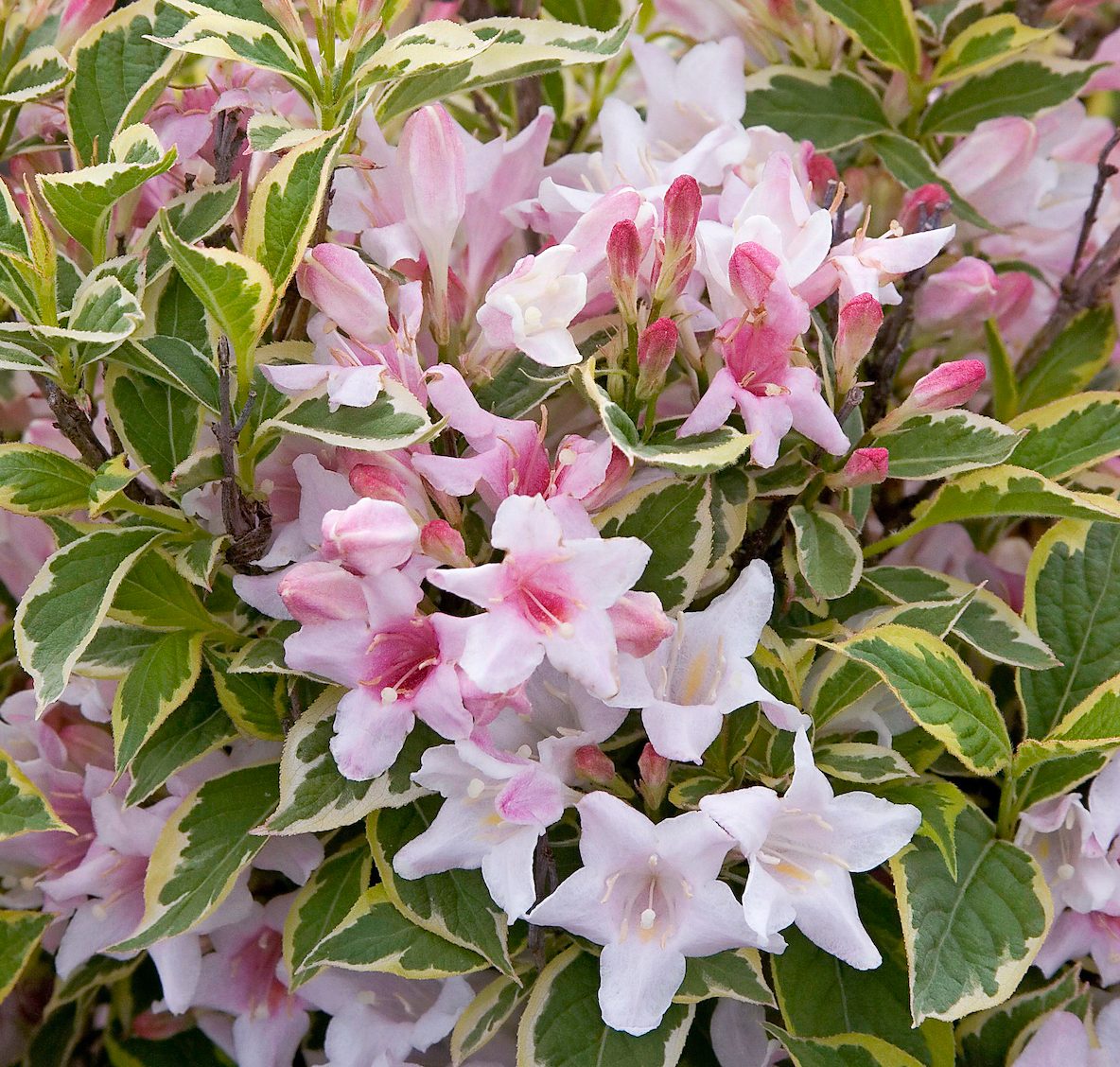 Monro Variegated Dwarf flowering shrub weigela