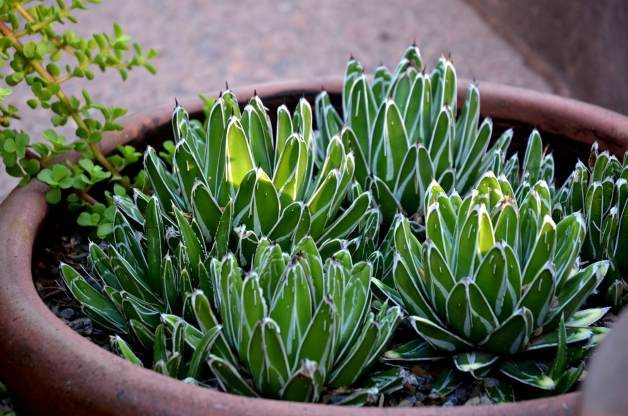 agave plant