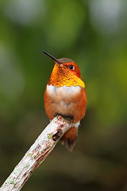 Change Is In The Air: Bird Migration Patterns