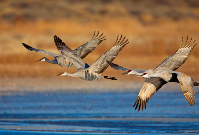bird migration patterns