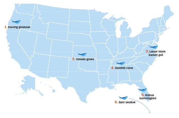 Change Is In The Air: Bird Migration Patterns