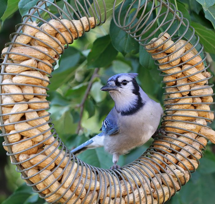 Blue jay on peanut bird, attract blue jays