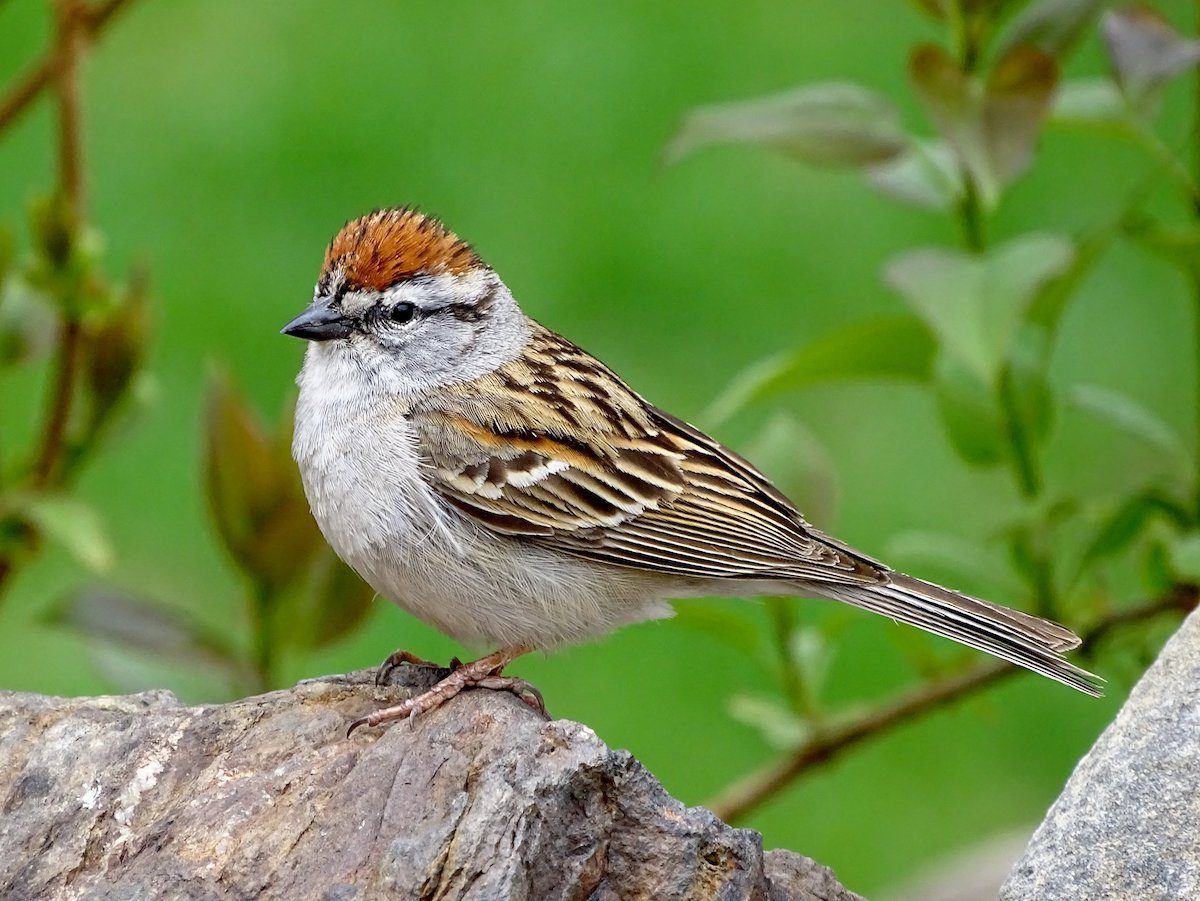chipping sparrow