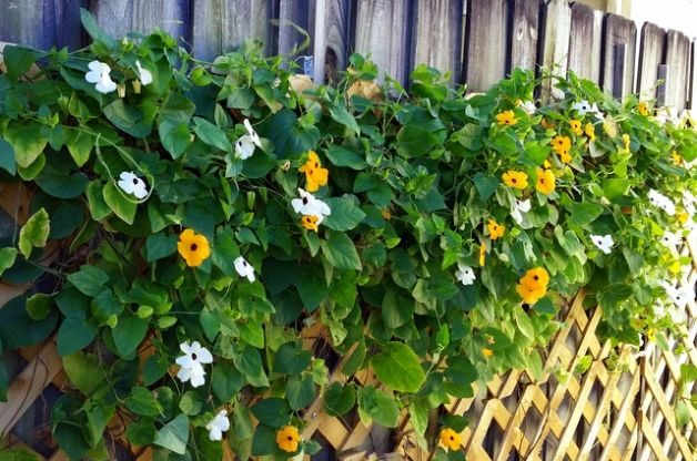 Black Eyed Susan Vine