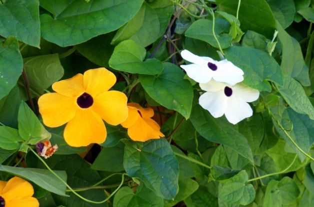 Black Eyed Susan Vine