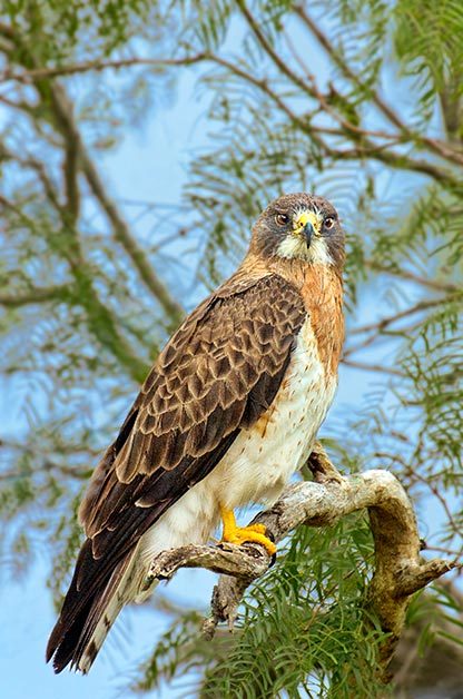 Swainson's hawk