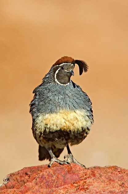 Gambel's quail