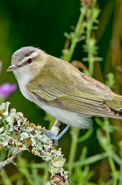 Red-eyed vireo