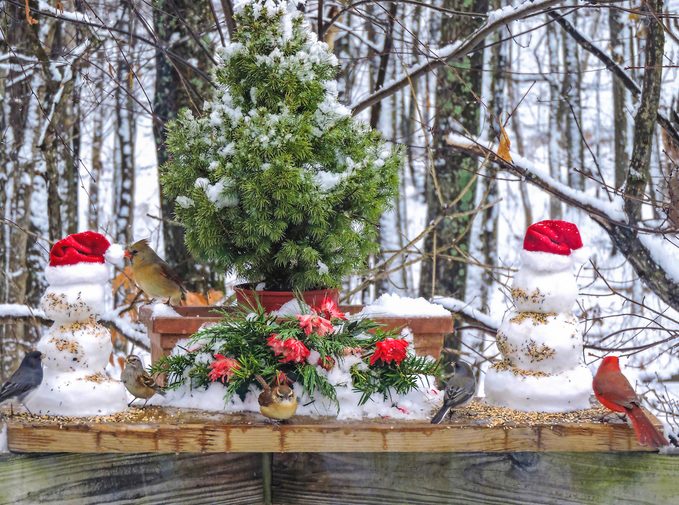 Christmas tree for the birds