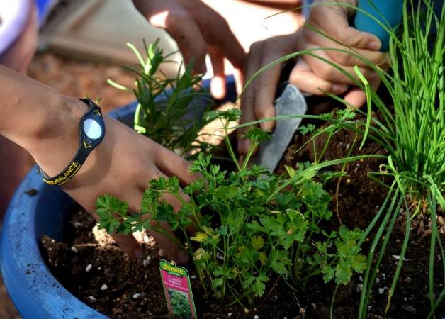 DIY herb container