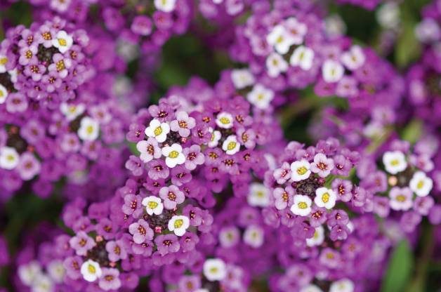 Fragrant Flowers Sweet Alyssum W Atlee Burpee Co
