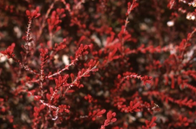 Winter Plants Heather Andrea Jones Alamy