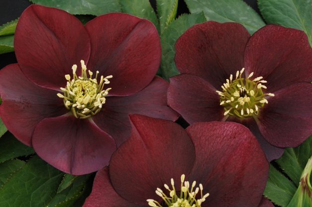 Winter Plants Hellebore Chris Hansen
