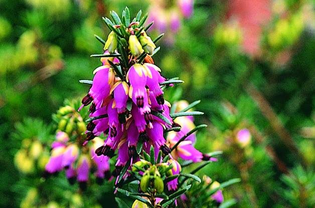 Winter Plants Winter Heath RDA-GID