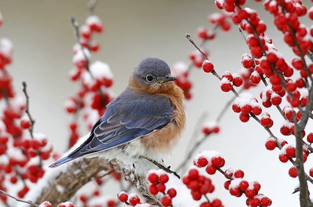 Alternatives To Invasive Shrubs