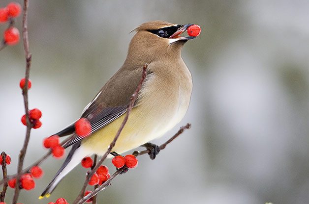 how to Attract waxwings, what do cedar waxwings eat