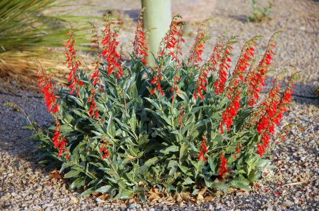 drought tolerant flowers