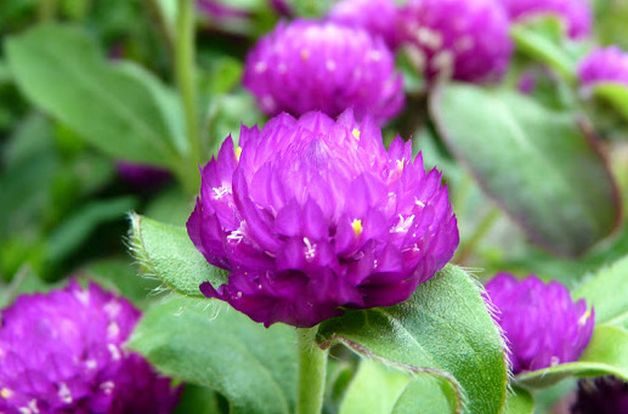 Gomphrena in the Flower Garden