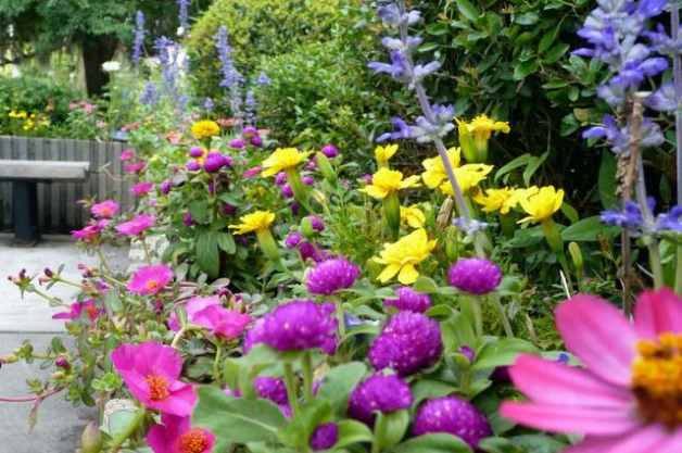 Gomphrena in the Flower Garden Mix
