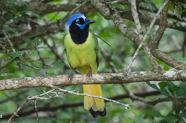 Green Jays are one of the most sought after species for birders making their first trip to the Rio Grande Valley.