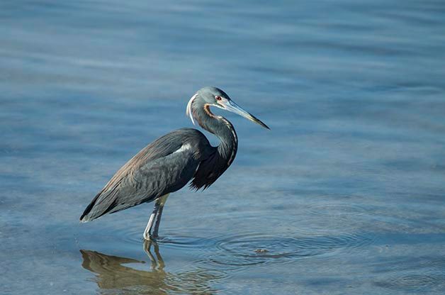 One of the many herons that you can find in south Florida is the Tricolored Heron.