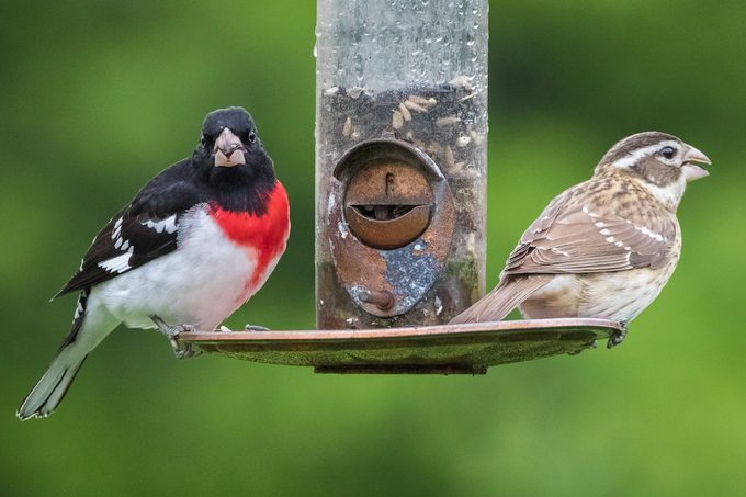 rose-breasted grosbeaks at a feeder