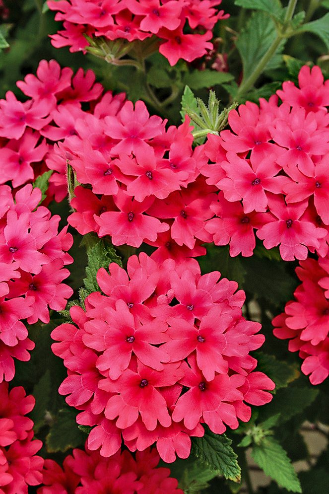 Superbenacoralred disease resistant plants