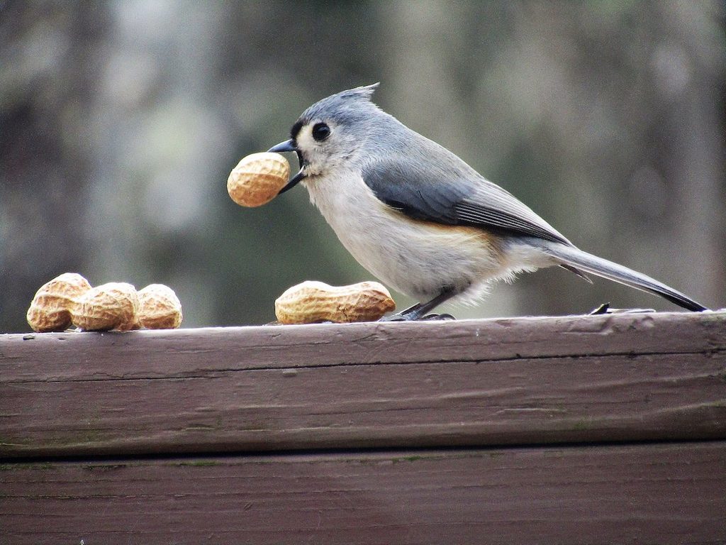 tufted titmouse eating peanuts