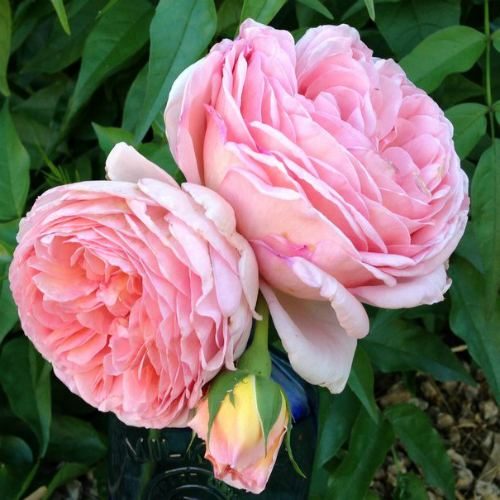 rose color meanings