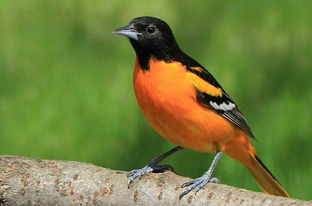 Birding Basics Baltimore oriole
