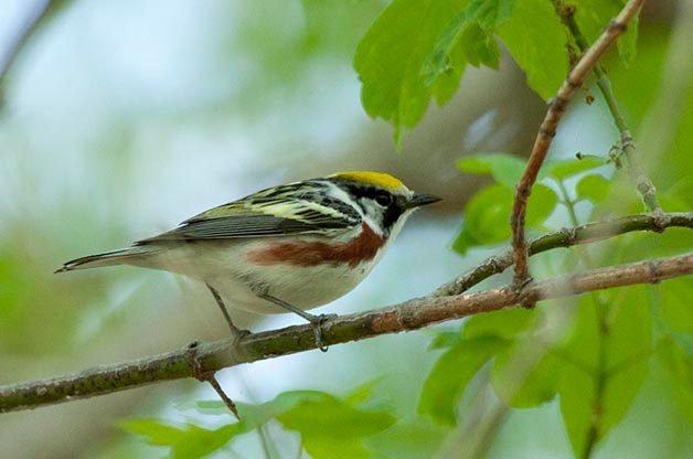 Chestnut-sided Warblers are always a crowd favorite at birding hotspots!