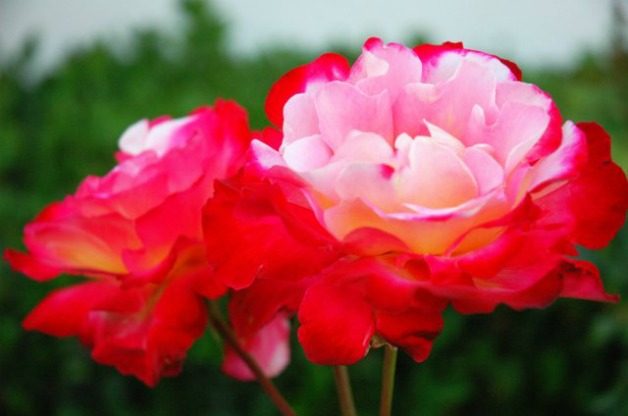 'Double Delight'