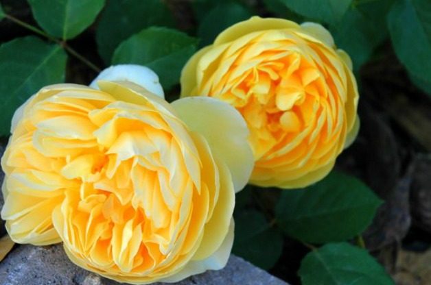 yellow roses