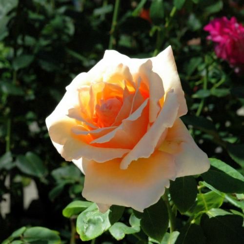rose color meanings