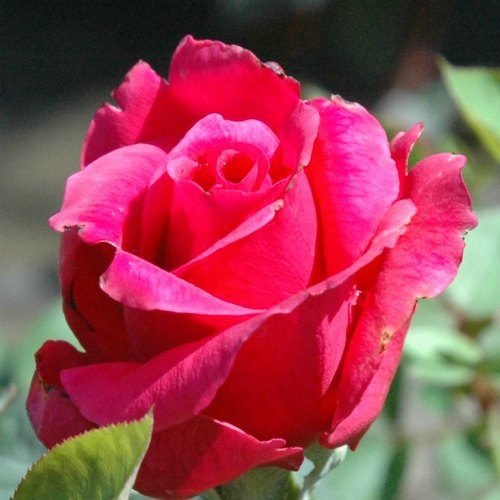 red roses