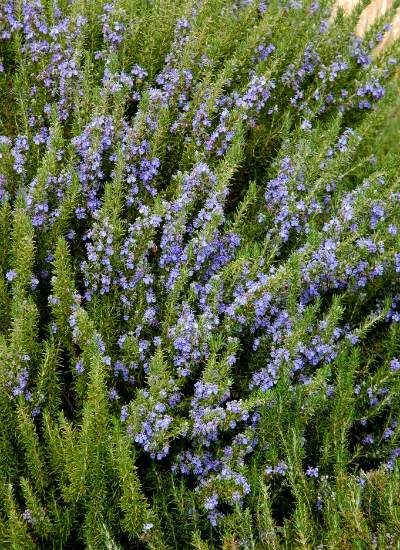 rosemary flowers