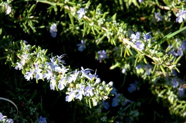 rosemary flowers