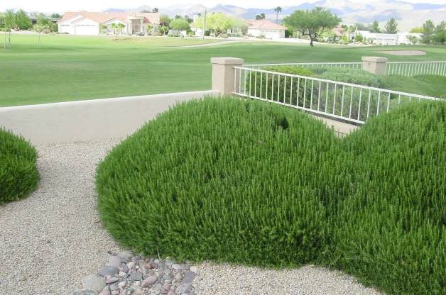 rosemary shrubs