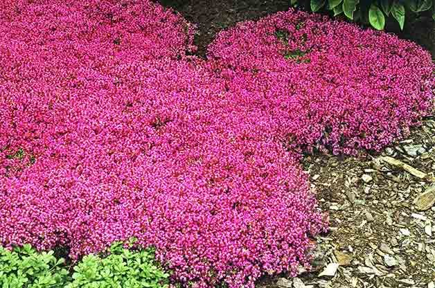 Grow a Chemical-Free Garden