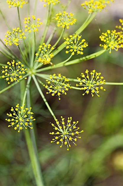 Grow a Chemical-Free Garden