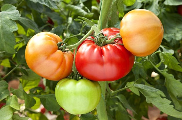 gardening solutions