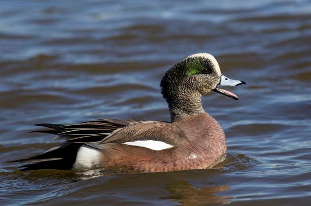The white crown on this species led to the old name "Baldpate" because it looks like a bald man's head.