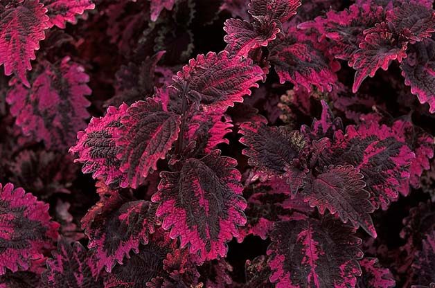 4 Reasons To Grow Coleus