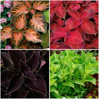 Four shade annual coleus varieties