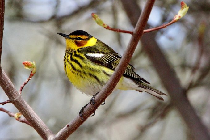 michigan birds