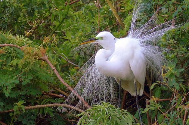 Great Egret Bird Nesting Season