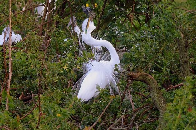 Great Egret Bird Nesting Season